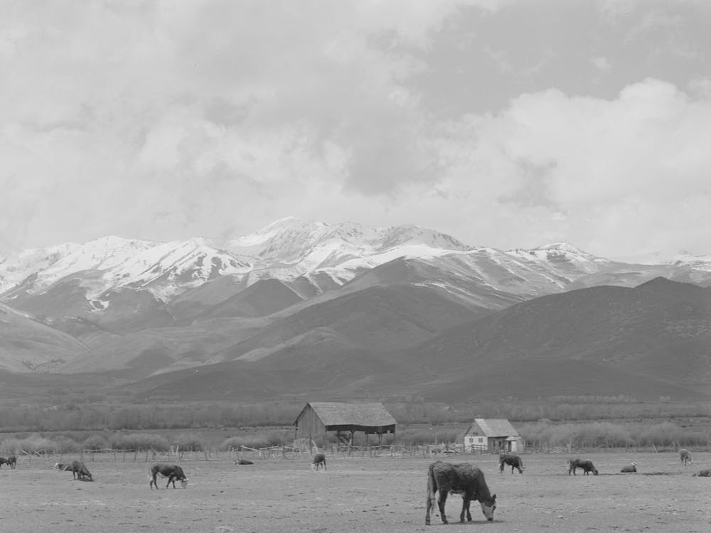 Pasture And Snow Covered Uinta Mountains In The Spring, Heber, Utah By Russell Lee