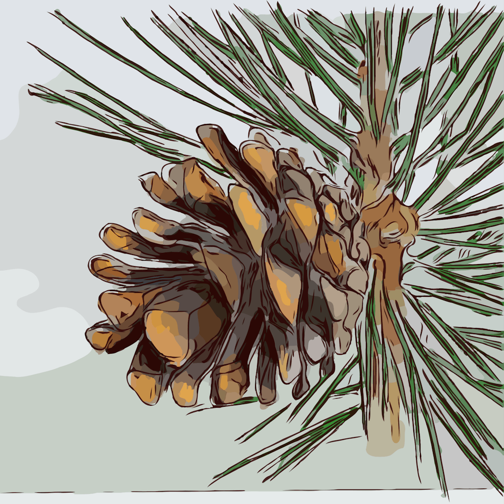 Cone Pine Tree Coniferous Branch