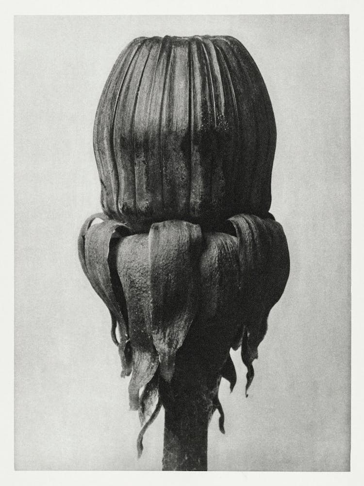 Common Dandelion (1928), Karl Blossfeldt