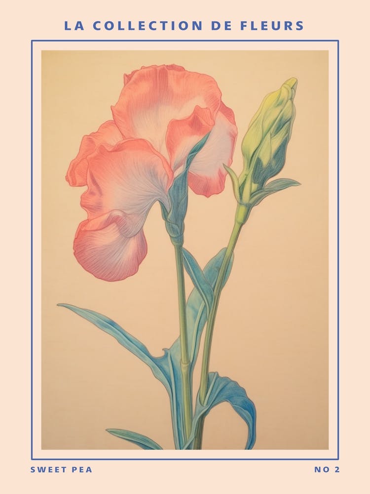 Sweet Pea 2 French Flower Botanical Poster