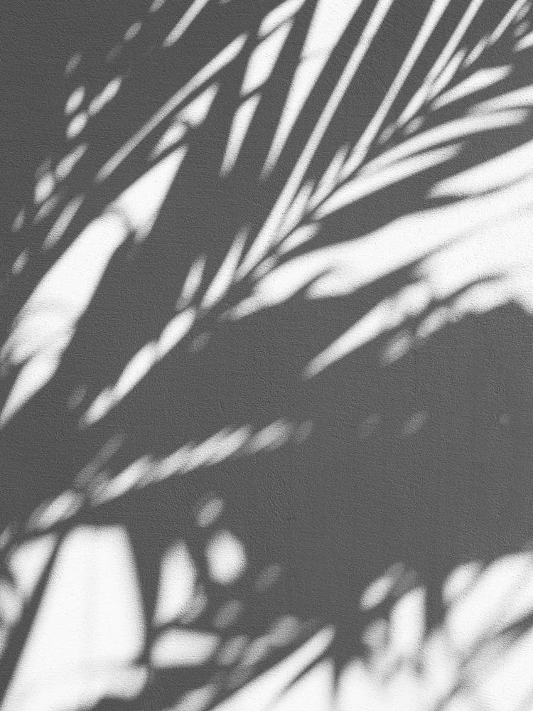 Ombre de Feuilles Noir Et Blanc