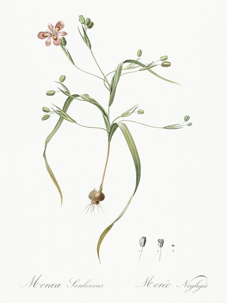 Moraea Sordescens Illustration From Les Liliacées (1805), Pierre Joseph Redoute
