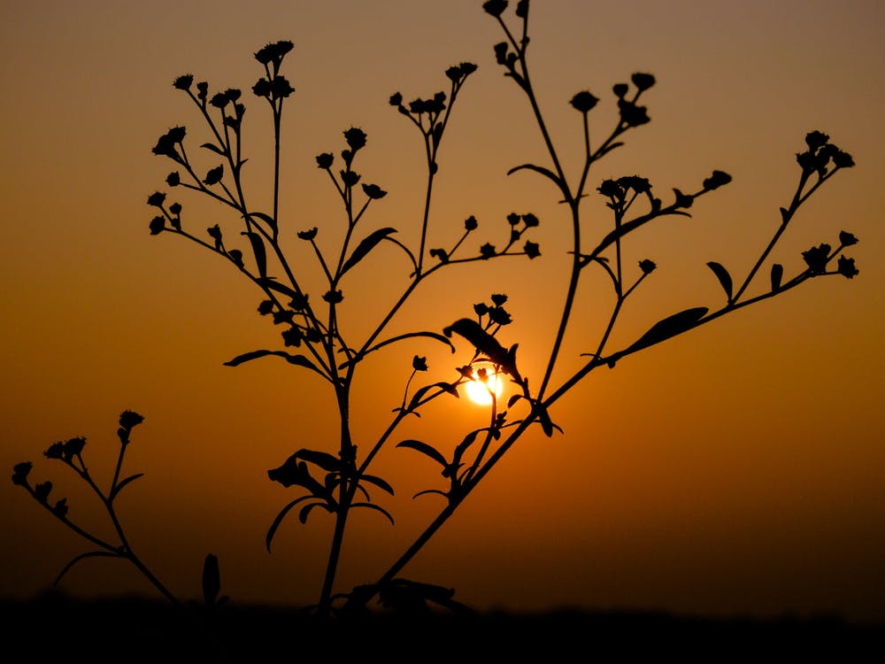 Silhouette Of A Plant At Sunset