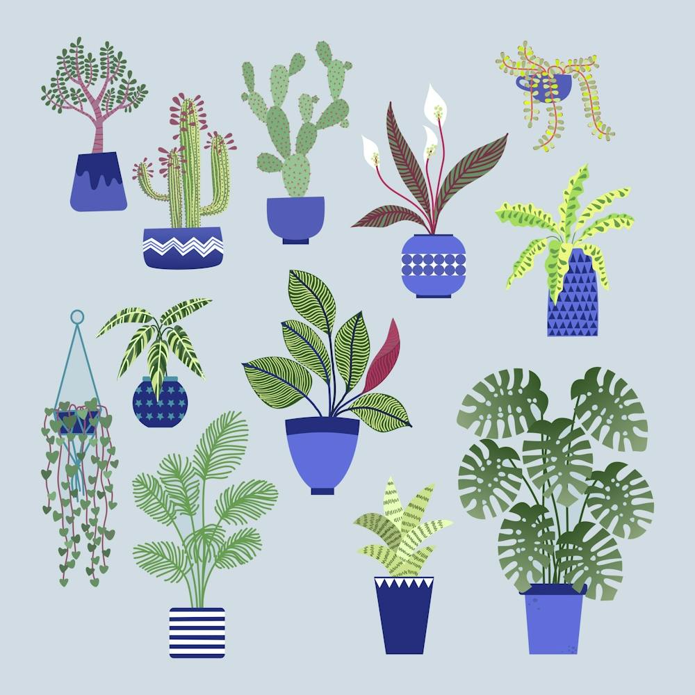 Potted House Plants