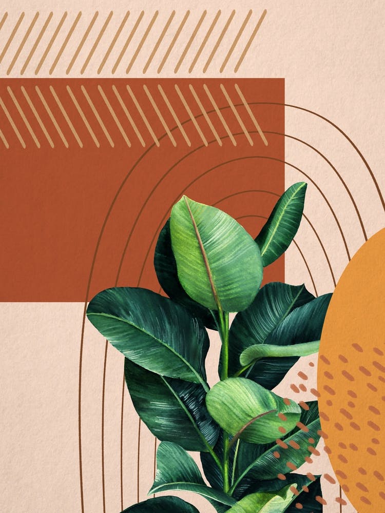 Abstract Shapes Ficus Elastica