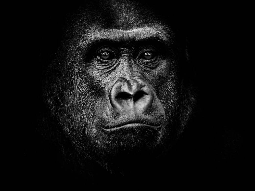 Schwarz-Weiß Gorilla-Porträt