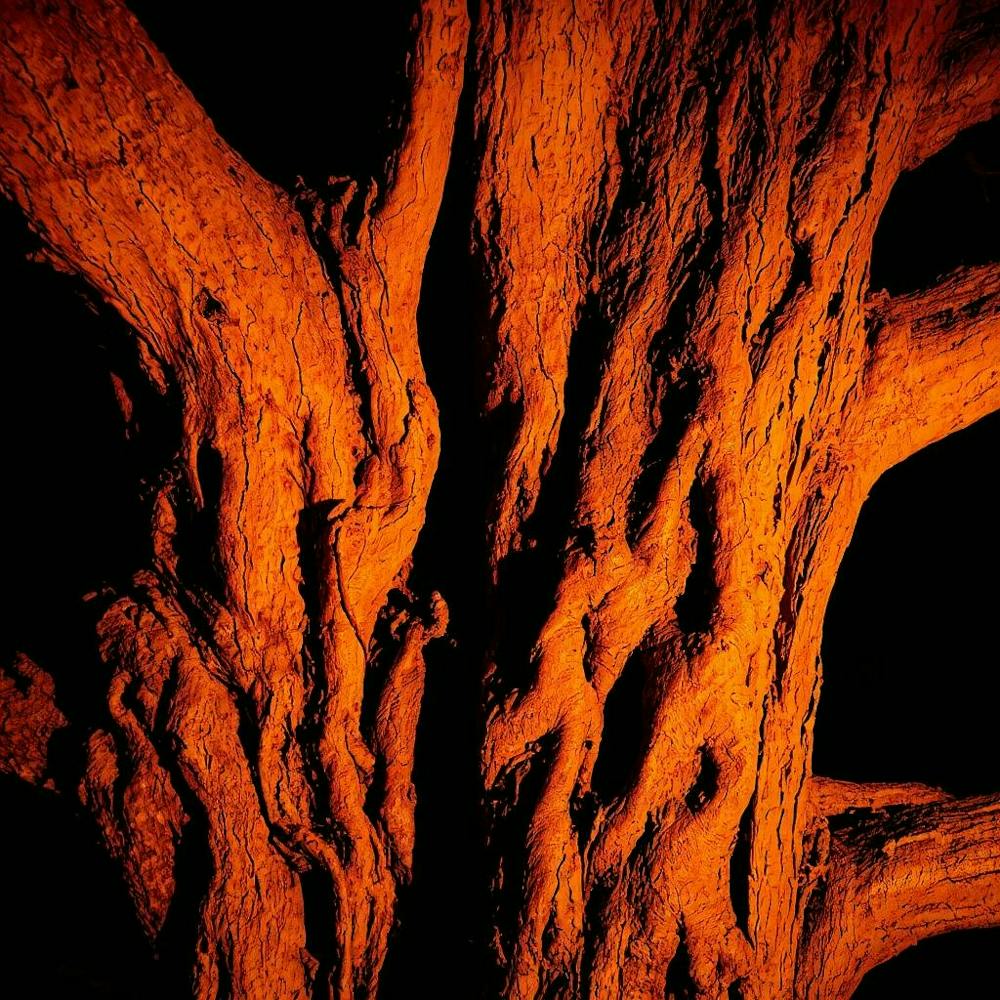 Tree Trunk