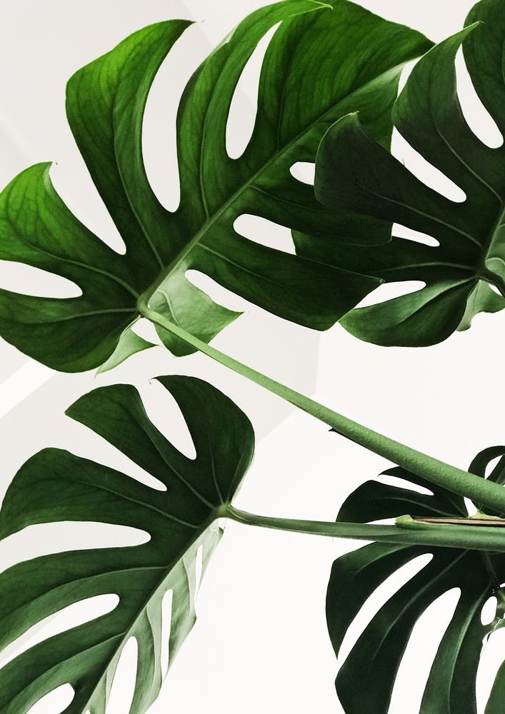 Monstera Leaves Photo