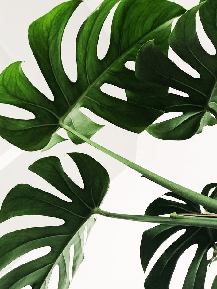Monstera Leaves Photo
