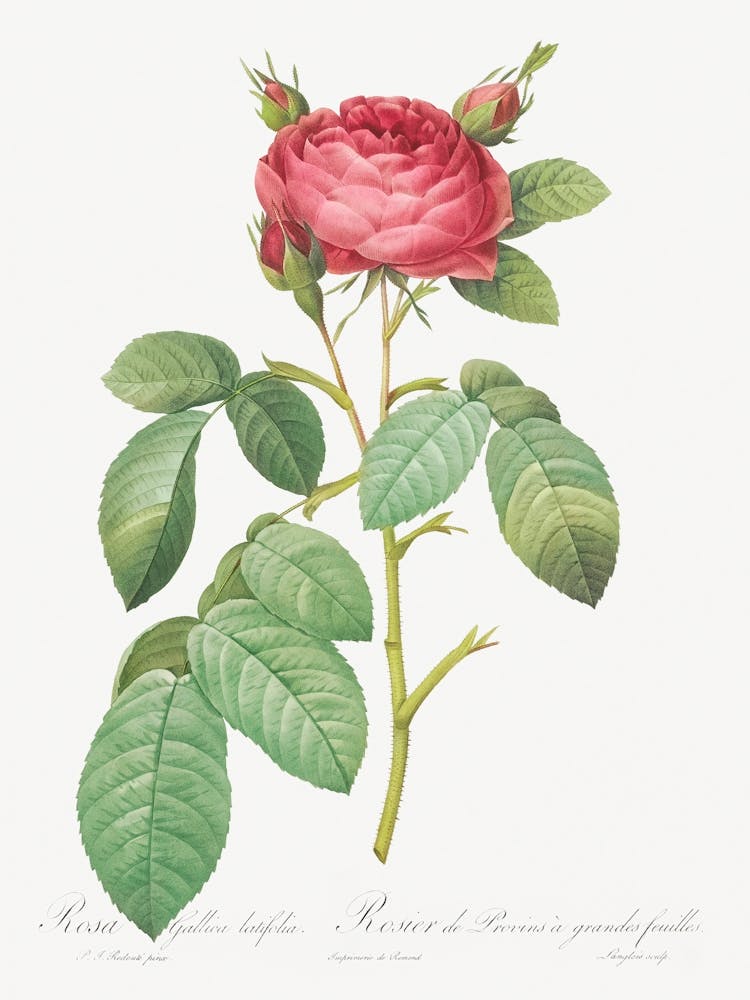 Gallic Rose, Pierre Joseph Redoute (2)