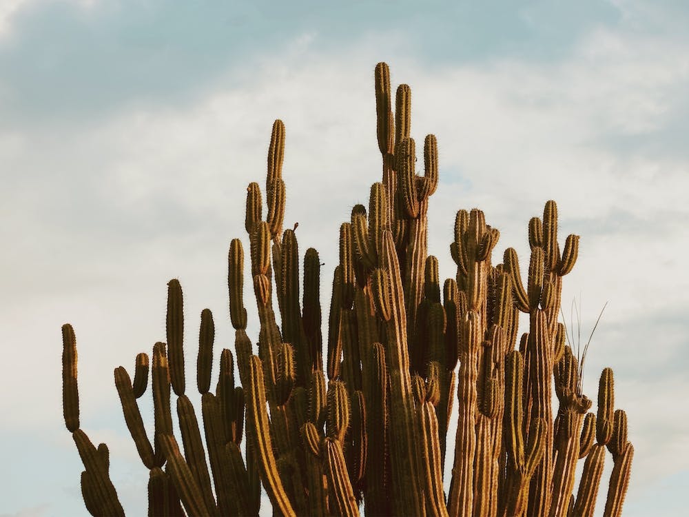 Cactus Bush
