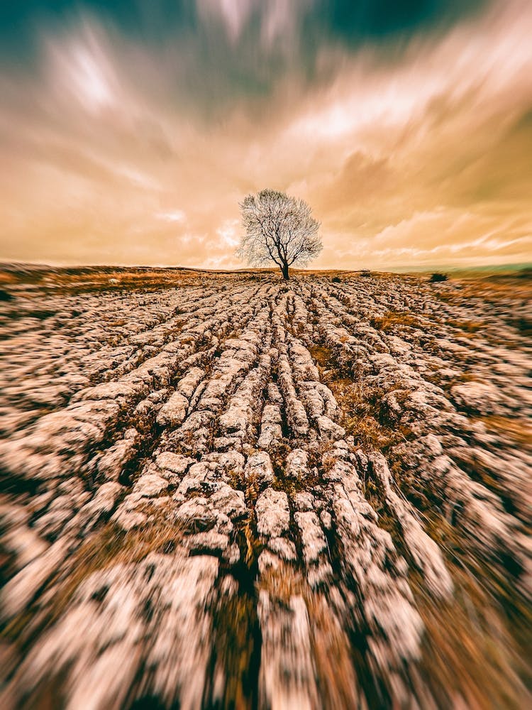 Tree And Causeway