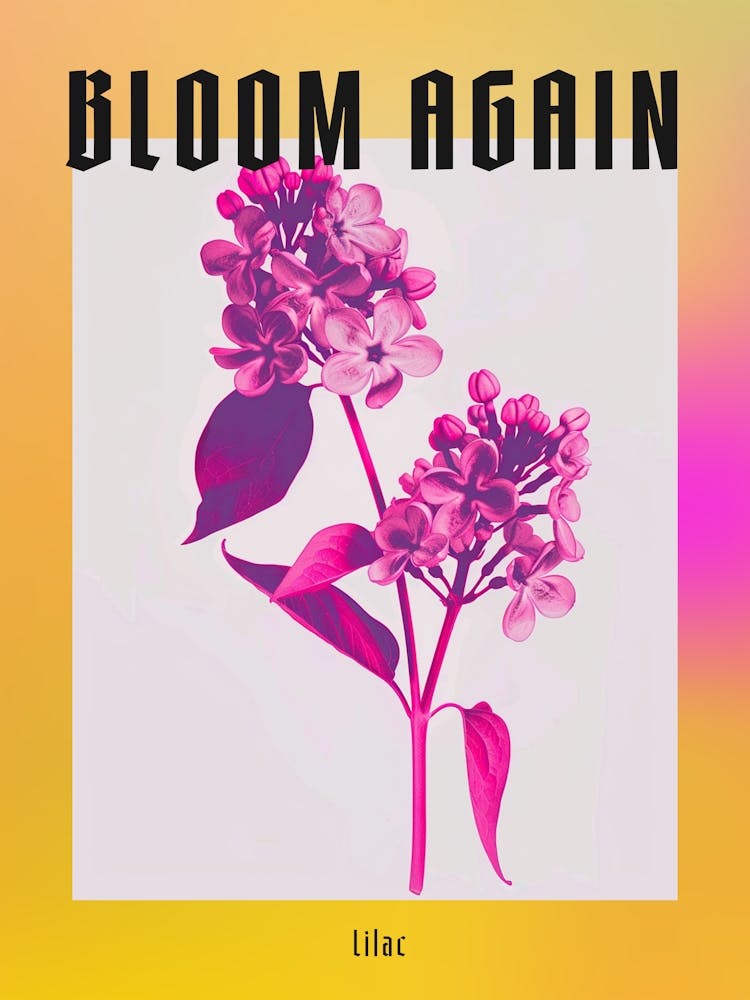 Hot Pink Lilac 2 Poster