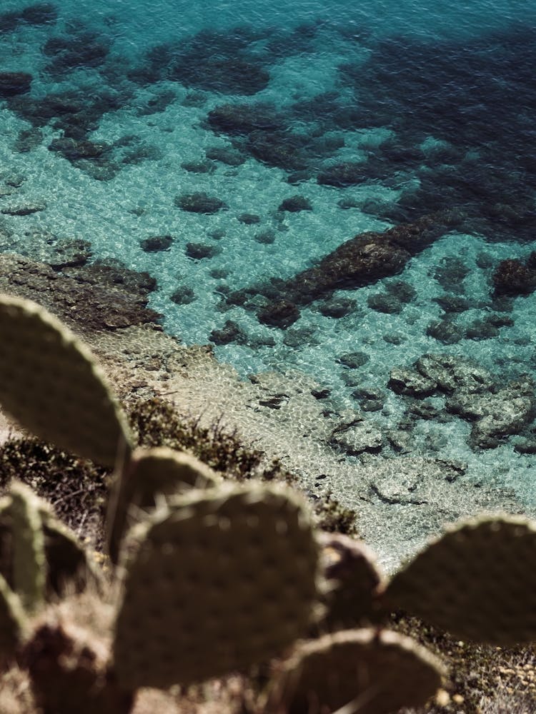 Cactus On The Beach In Calabria