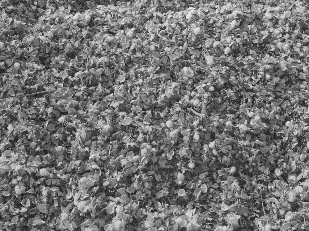 Cotton Seed, Cotton Seed Hulls And Dry Pads Of Cotton Waste In The Gin Yard, West, Texas By Russell Lee