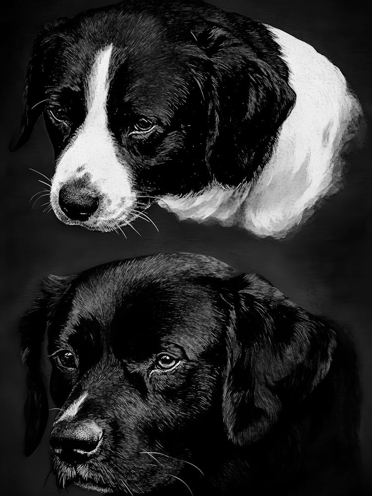 Black And White Dogs