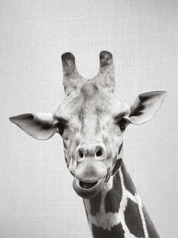 Giraffe - Black & White