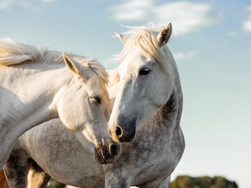 Two Grey Horses