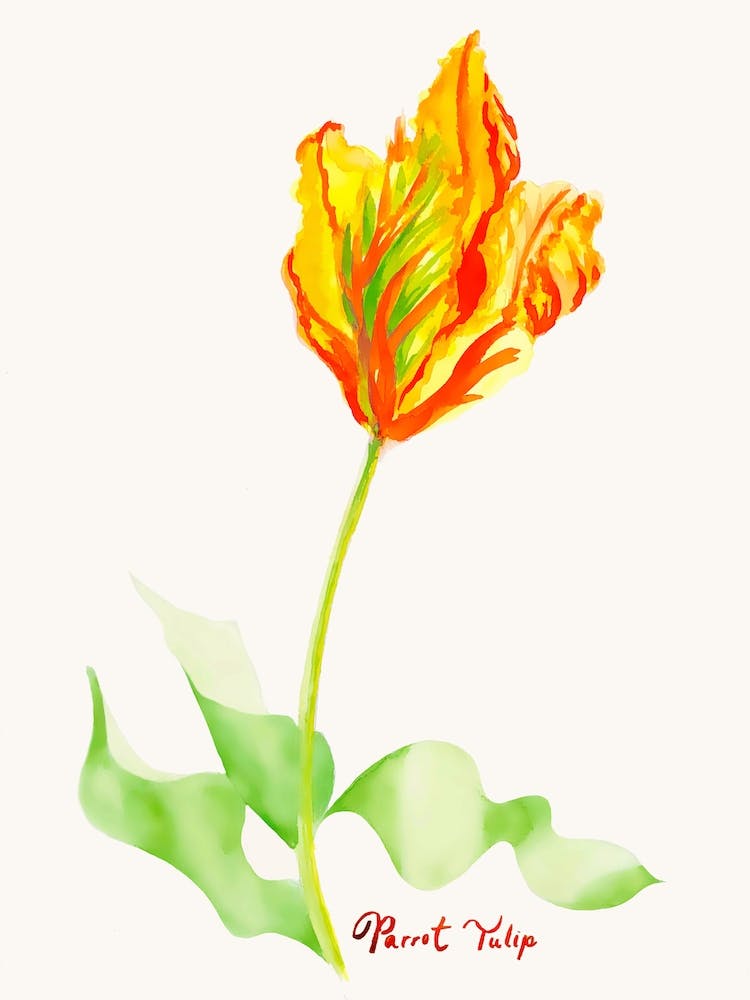 Parrot Tulip Painting 2