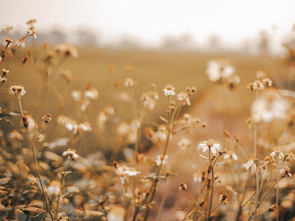White Flower Field