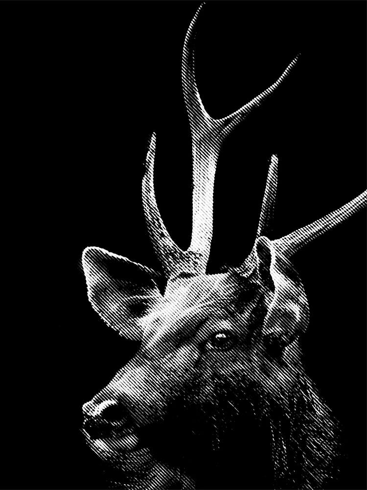 Deer Line Art