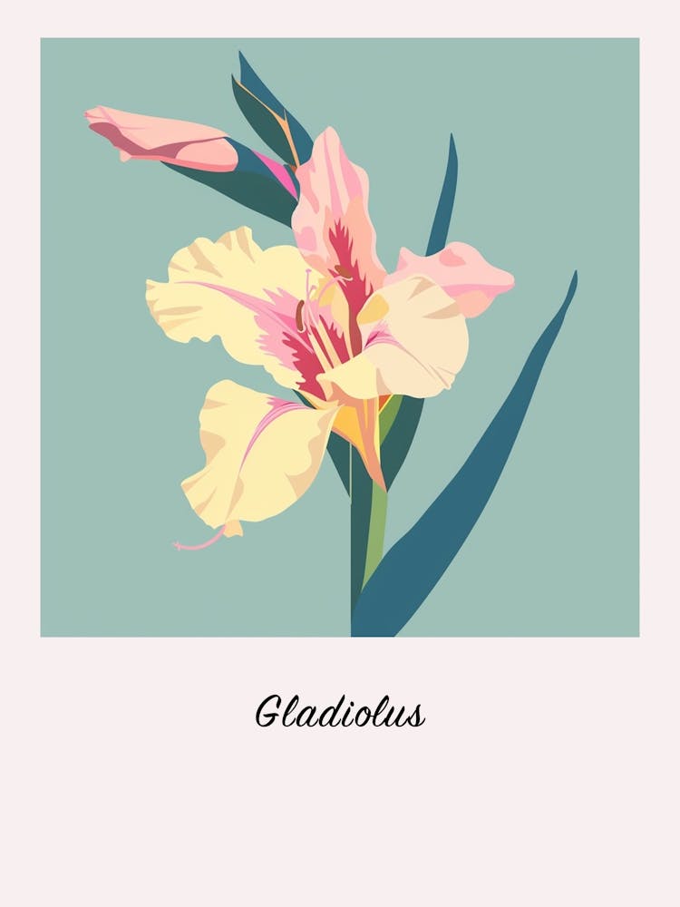 Gladiolus Square Flower Illustration Poster