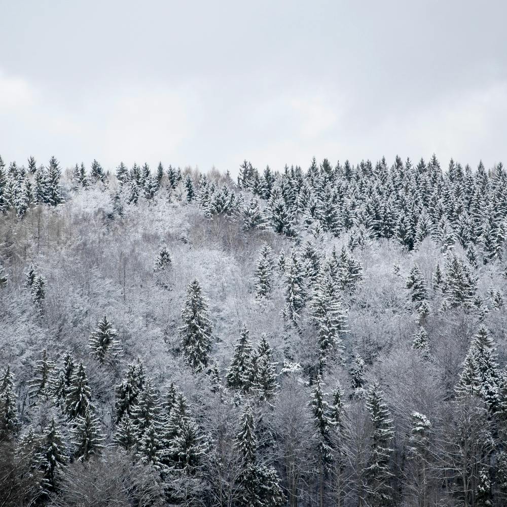White Winter Forest Square