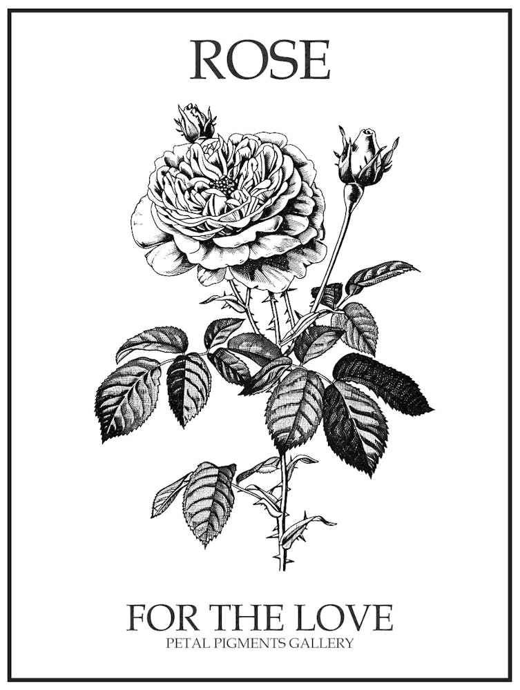 Black And White Rose Line Drawing 11 Poster