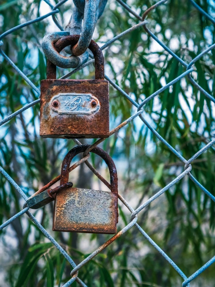 Rusting Padlocks On Chain Link Fence