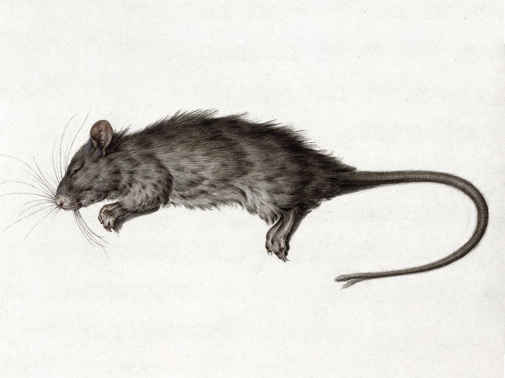 Dead Rat (1795), Jean Bernard