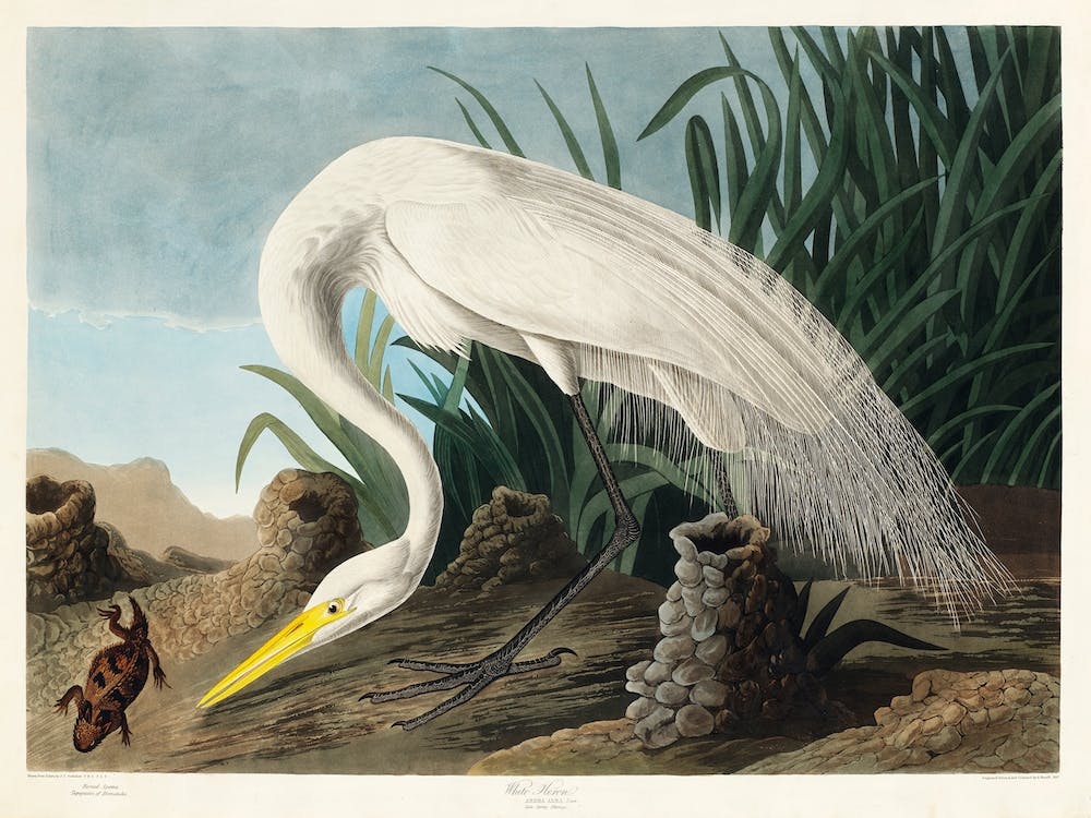 White Heron, Birds Of America, John James Audubon