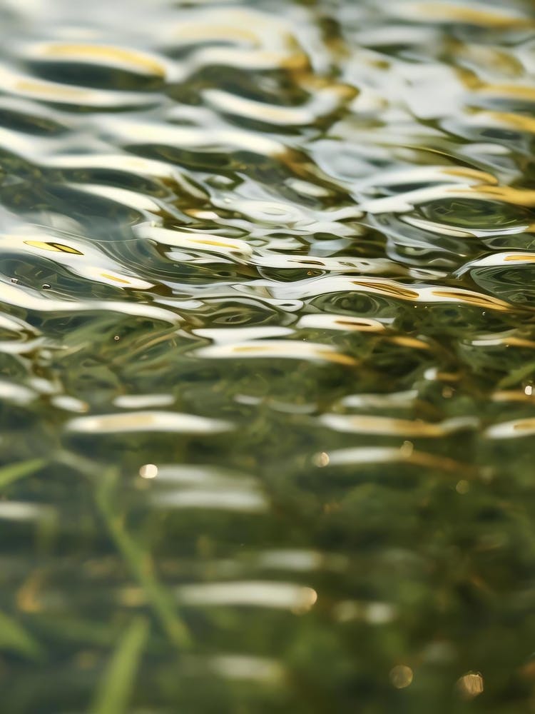 Water Ripples 1