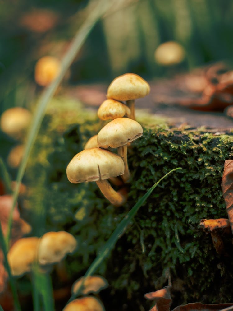Little Mushrooms in the Forest