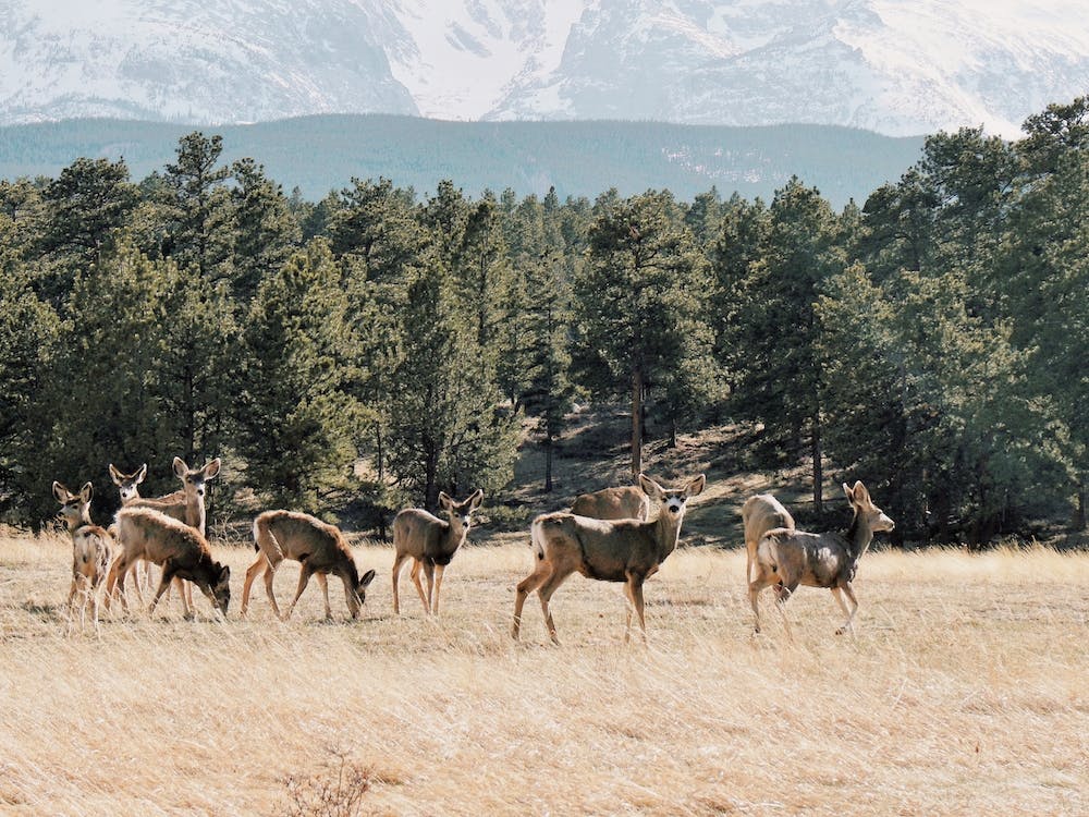 Mule Deer Herd