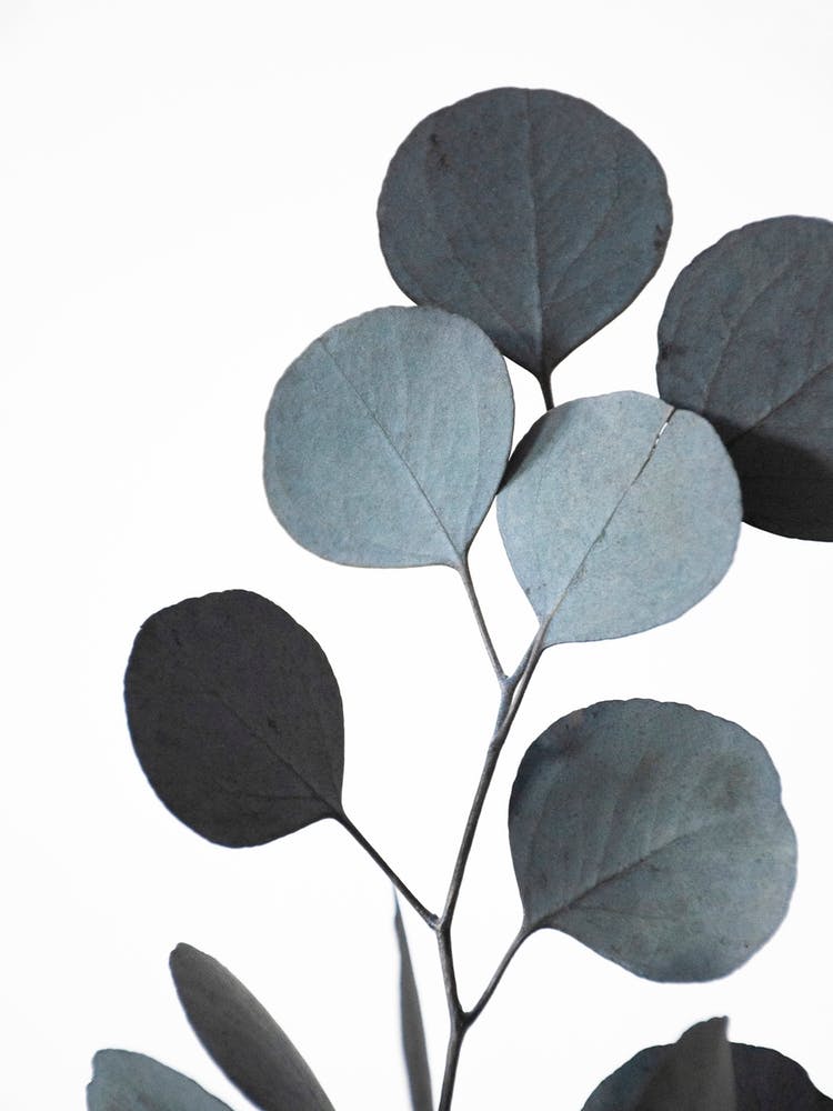 Blue Green Hues Dried Eucalyptus Branches 2