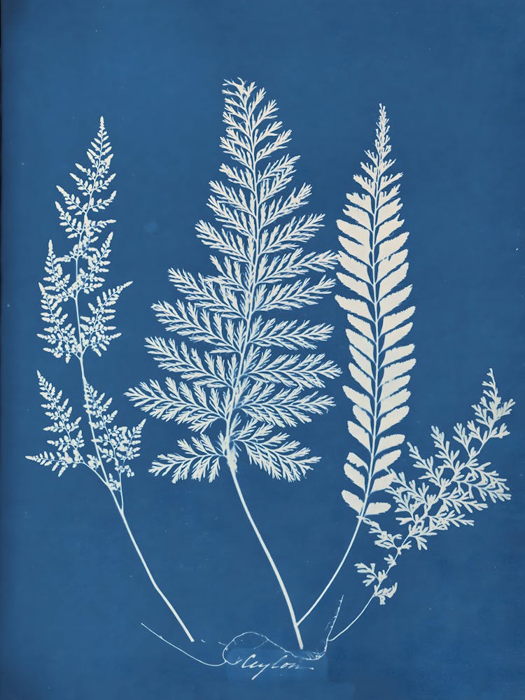 Ferns 12