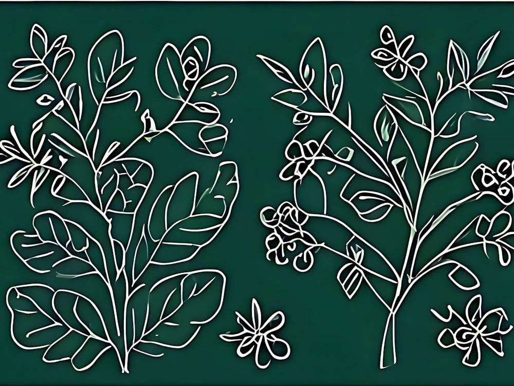 Sassafras
