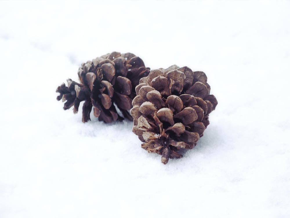 Two Pine Cones