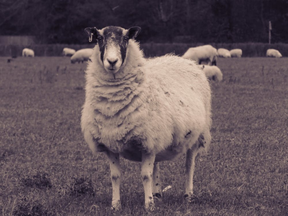 Sheep In A Field 1