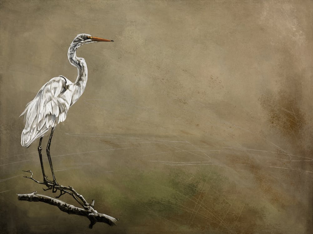 Snowy Egret