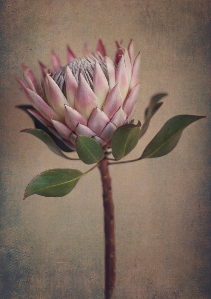 Protea Still 1
