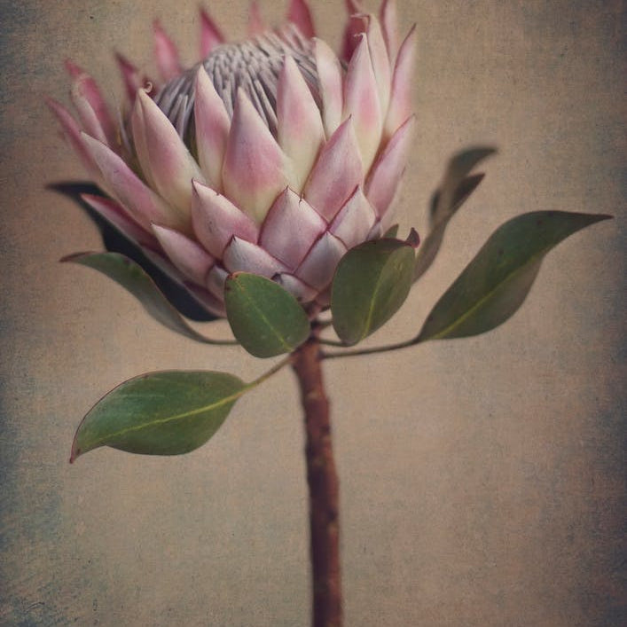 Protea Still 1
