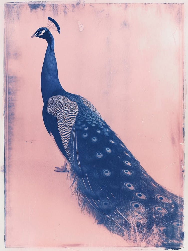 Paon Rose et Bleu Style Cyanotype 5