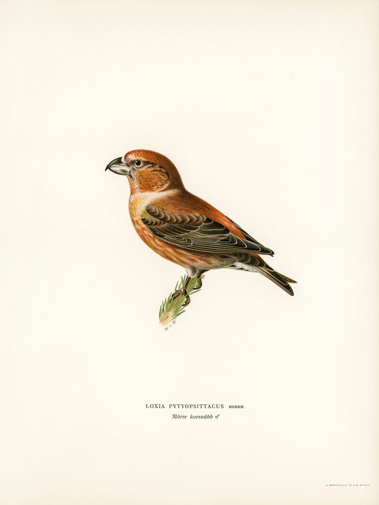 Parrot Crossbill, The Von Wright Brothers