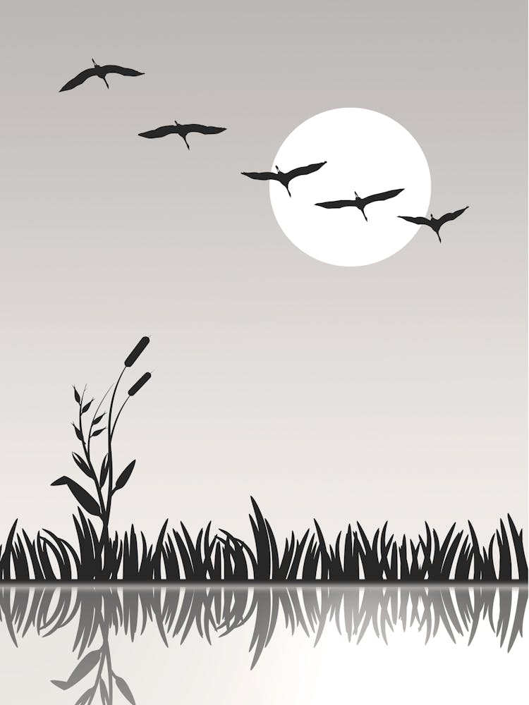 Swamp Pond Grass Reflection Drawing Nature Silhouette Graphic Art Stylized Monochrome Birds Herons Fly Sun Summer Landscape