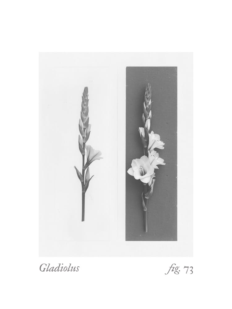 Gladiolus Botanical Collage 3