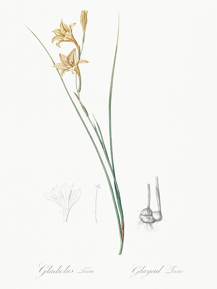 Gladiolus Illustration From Les Liliacées (1805), Pierre Joseph Redoute