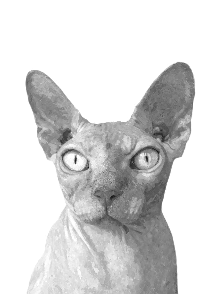 Black and White Sphynx Cat Watercolor