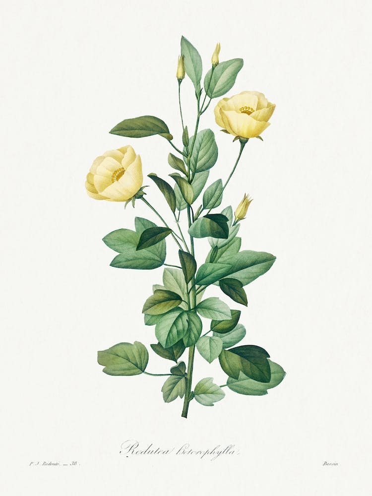 Reduta Heterophylla, Pierre Joseph Redouté