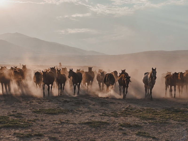 Horse Herd
